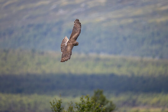 View of a hen harrier in flight over the mountainous landscape of Dovrefjell, Innlandet, Norway.
