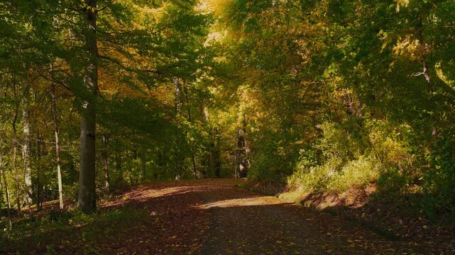 Autumn trees in a forest park around a path, with dry leaves falling in the wind in slow motion