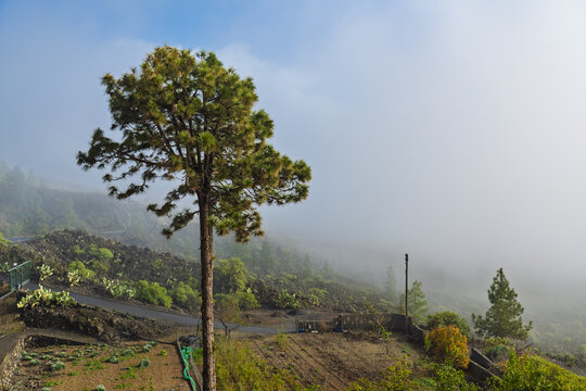 View of a lone pine tree standing in the volcanic landscape near the Chinyero volcano, surrounded by mist and rocky terrain in Santa Cruz de Tenerife, Canarias, Spain.