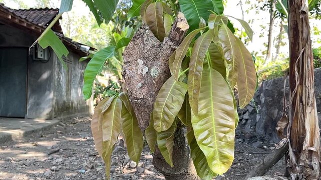 Young mango leaves emerging from a pruned tree trunk with a rural house softly blurred in the background. Filmed in slow motion during daylight, the fresh leaves move gently in the wind