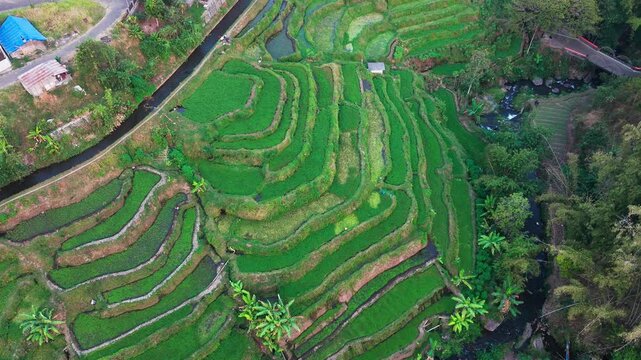 Aerial view of lush green rice terraces. Terraced fields cascade down steep hillsides. Water channels flow between cultivated rows. Palm trees dot the landscape among terraces