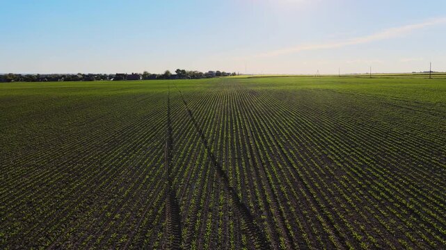 Aerial backwards flight over a green agricultural field with young corn sprouts growing in long straight rows in the countryside