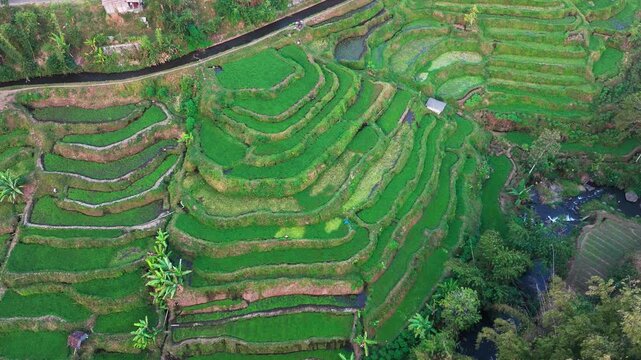 Aerial view of lush green rice terraces. Terraced fields cascade down steep hillsides. Water channels flow between cultivated rows. Palm trees dot the landscape among terraces