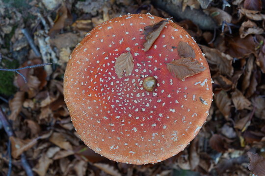 View of a fly agaric mushroom with its distinctive red cap and white spots, resting on the forest floor among fallen brown leaves near Lago Nero in Abetone Cutigliano, Tuscany, Italy.