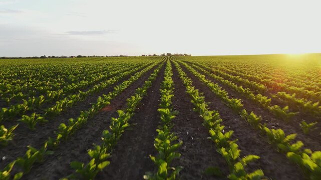 Aerial footage of a green agricultural field with young sugar beet crops growing at beautiful golden sunset