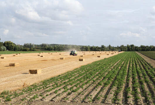 a beautiful rural landscape of a field with big straw bales and balers and a green peony field and trees in summer during harvest