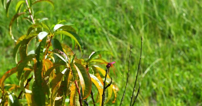 Close-up of a lovely, intensely red dragonfly perched on a garden plant.