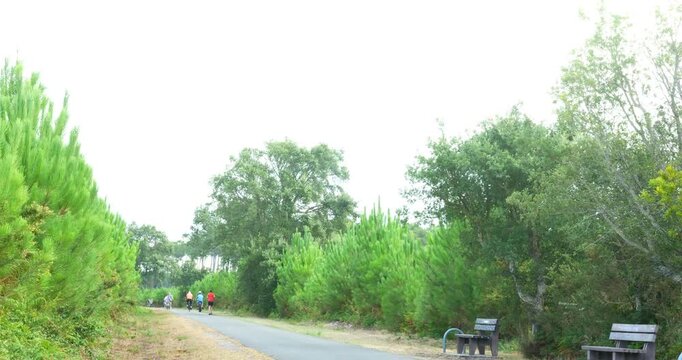 Magnificent forest landscape in the Landes region of southwestern France, featuring cycle paths