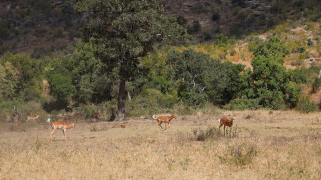 Schwarzfersenantilope / Impala / Aepyceros melampus
