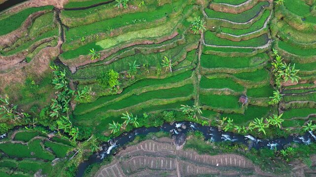 Aerial view of lush green rice terraces. Terraced fields cascade down steep hillsides. Water channels flow between cultivated rows. Palm trees dot the landscape among terraces