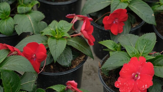 Vibrant red impatiens plants in pots, closeup display on showing glossy green leaves, small fivepetaled blooms, moist soil, controlled nursery lighting, orderly rows. Vivid impatiens arranged neatly