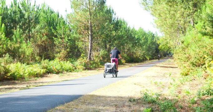 Magnificent forest landscape in the Landes region of southwestern France, featuring cycle paths