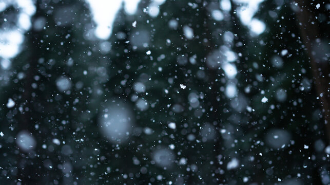 Falling Snow Background in Winter Forest During Snowstorm