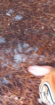 man walking barefoot in a pine forest