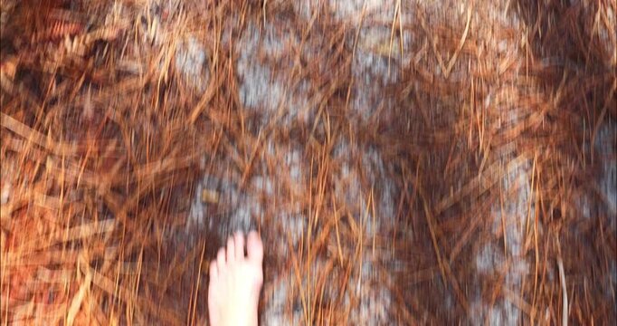 man walking barefoot in a pine forest