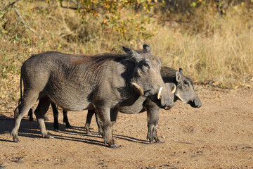 Warzenschwein / Warthog / Phacochoerus africanus © Ludwig