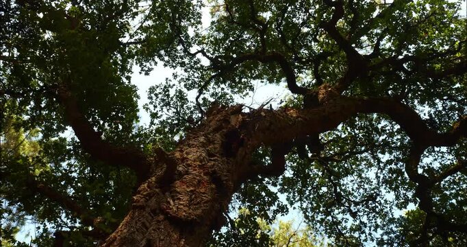 Cork oak and pine forest in southwestern France