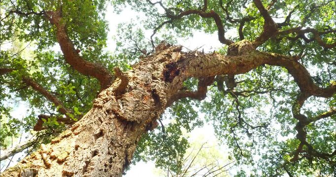 Cork oak and pine forest in southwestern France