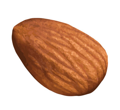Almonds isolated on a white background, EPS, Realistic almond nut packaging with a flat package layout in n editable vector. Featuring traced vector illustrations, ideal for food packaging and product
