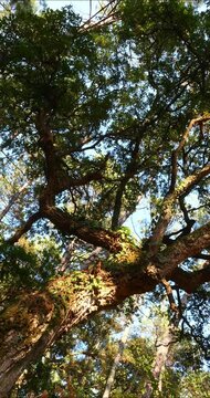 Cork oak and pine forest in southwestern France