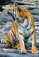 Obraz premium Some funny moments of tigers yawning with their mouths wide open