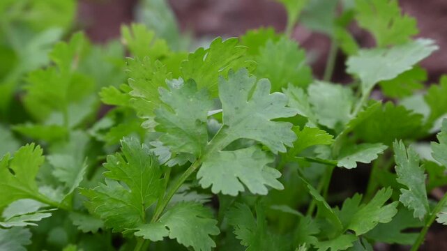 Coriander plants are growing in field. Healthy herbs cultivation and green farming in countryside field.
