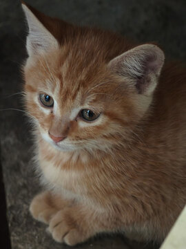 View of a small orange kitten with soft fur and bright eyes sitting in a quiet corner in Dubai, Dubai, United Arab Emirates.