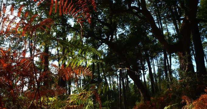 Cork oak and pine forest in southwestern France