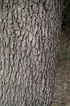 bark of a tree