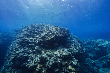 Spectacular underwater coral reef landscape in tropical waters © Satoshi