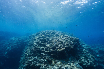 Massive coral reef covered with diverse coral colonies © Satoshi