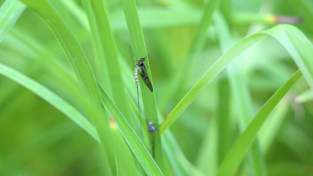 Mayfly just emerging and resting on a Daylily leaf  next to its exuvia in summer. Ephemera vulgata, Hemerocallis sp, Indre-et-Loire 37, r&eacute;gion Centre Val de Loire, France, European Union, Europe