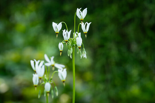 Like tiny white shooting stars suspended above the woodland floor, Dodecatheon meadia f. album. Dodecatheon meadia f. album (white-flowered American cowslip) with elegant white, nodding flowers. 