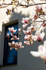 Pink magnolia blossoms on branches beside building facade with artistic shallow focus © watcherfox