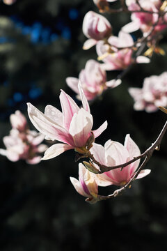 Pink magnolia blossoms on branch with soft bokeh and dramatic dark background