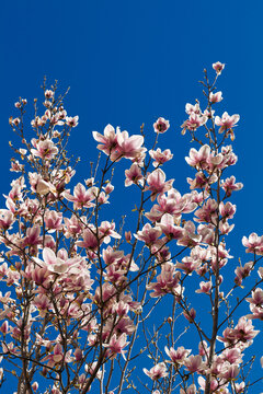 Pink magnolia blossoms reaching upward against vivid blue sky with abundant copy space