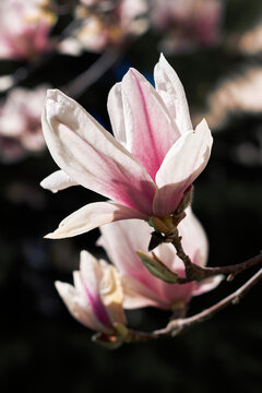 Pink magnolia blossoms on branch with soft bokeh and dramatic dark background
