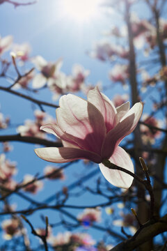 Pink magnolia blossom in sunlight against blue sky with dreamy bokeh background