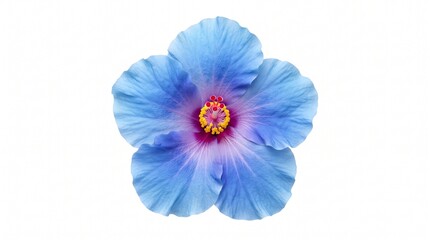 Fototapeta premium Vibrant blue hibiscus flower isolated on pure white background for design and decor projects