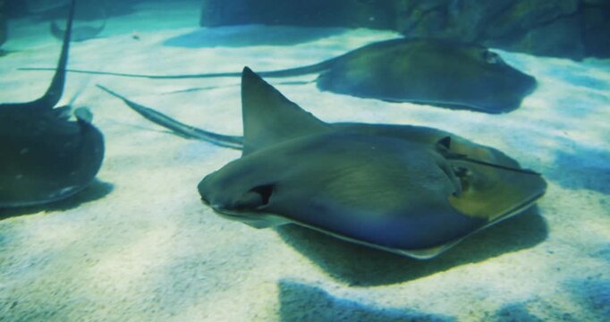 Exploring stingrays at Akvarium Toronto with close-up views of their movements