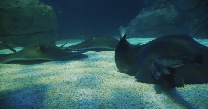 Exploring the stingrays at Toronto Aquarium in clear water