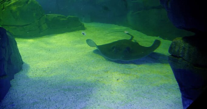 Explore stingrays swimming in the Toronto Aquarium's underwater habitat