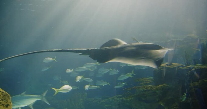 Explore stingrays swimming at Toronto Aquarium