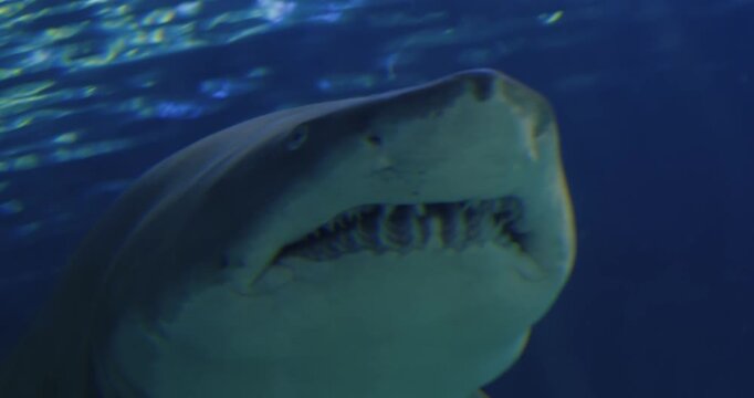 Explore sharks up close at the Toronto Aquarium