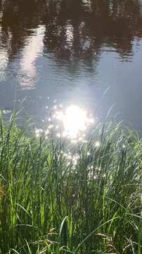 Bright sunlight reflects off the water's surface in the summer. A sparkling glare on the river's surface shines through the tall grass on the bank. The river sparkles