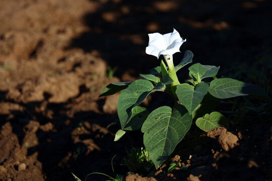 Blume / Flower / Flos