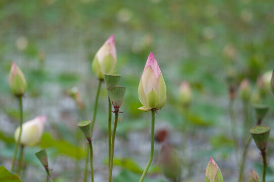 blooming lotus flower in a lake