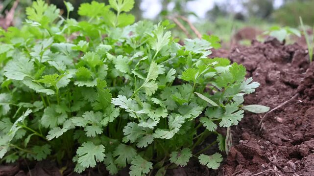 Coriander plants are growing in field. Healthy herbs cultivation and green farming in countryside field.