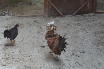 Two Chickens on Sandy Ground Outdoor Scene © Jimmy