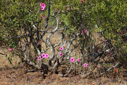 W&uuml;stenrose / Impala lily / Adenium obesum